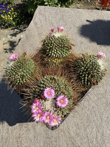 Mammillaria spinosissima